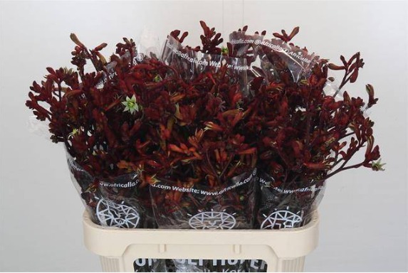 Anigozanthos Early Spring 80 cm