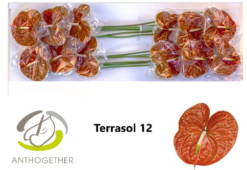 Anthurium Terrasol 13 cm