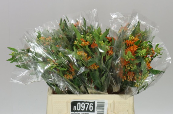 Asclepias Tuberosa 40 cm