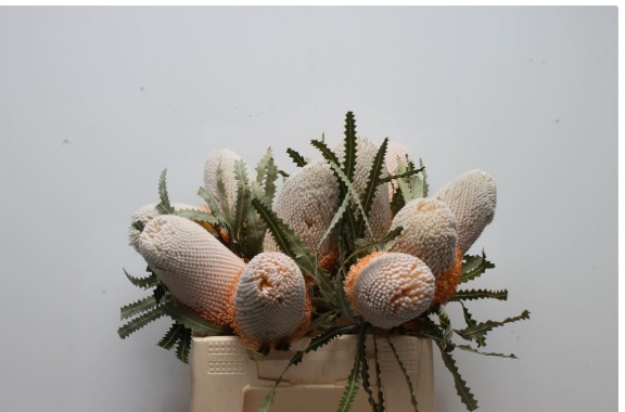 Banksia Prionotes 40 cm