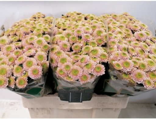 Chrysanth Santini Davina