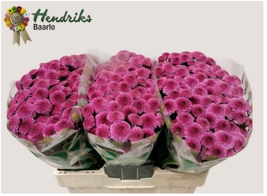 Chrysanth Santini Dropshot