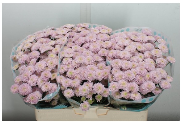 Chrysanth Santini Ellison Sweet