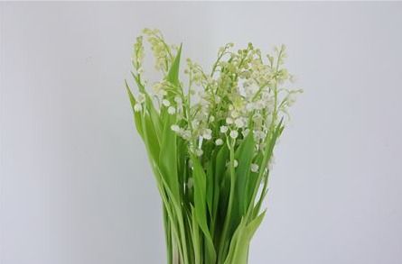 Convallaria Majalis
