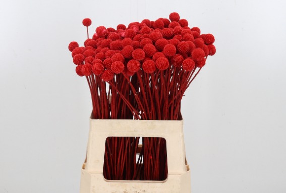 Craspedia Painted Red