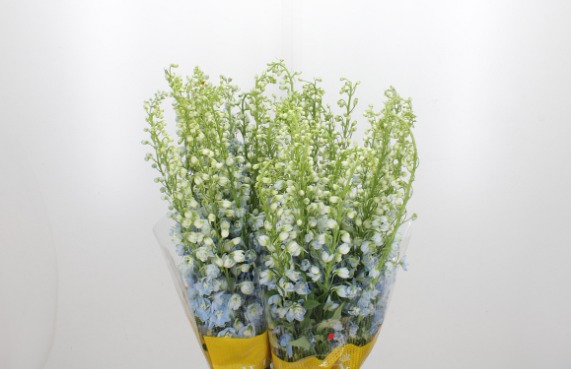 Delphinium Double Magic Fountains Skyblue Whitebee