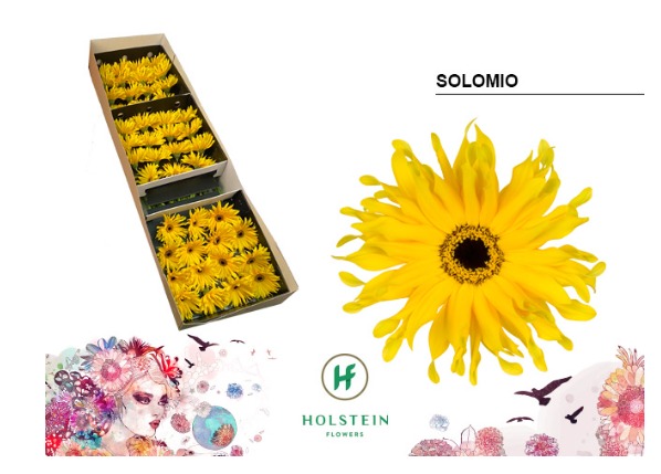 Gerbera Curly Gerpasta Solomio