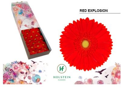 Gerbera Red Explosion