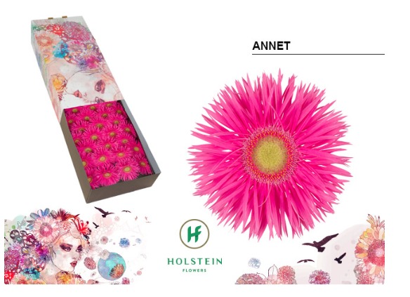 Gerbera Spider Annet