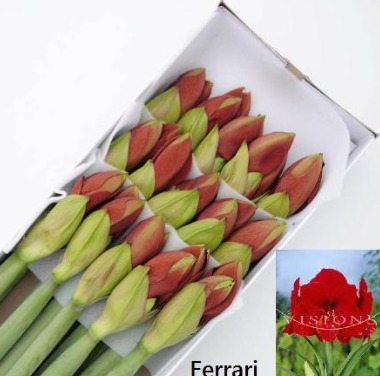 Hippeastrum Ferrari