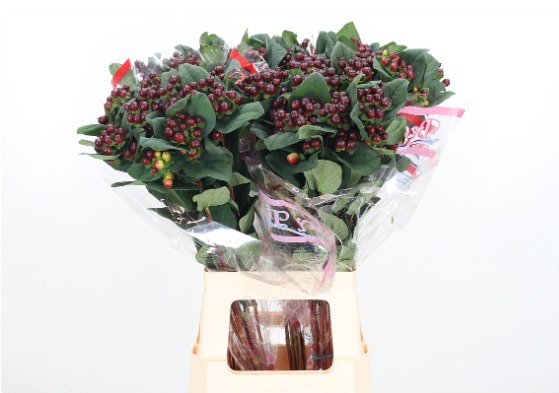 Hypericum Globo Burgundy