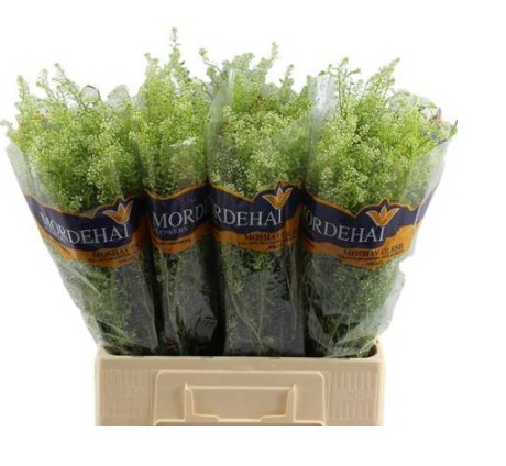 Lepidium Ruderale Green Bell