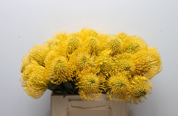 Leucospermum High Gold