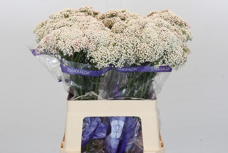 OZOTHAMUS COOKS SNOW WHI