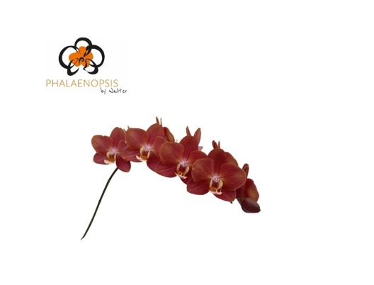 Phalaenopsis Horizion