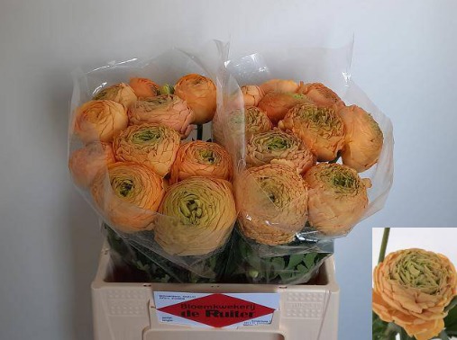 Ranunculus Aazur Peach
