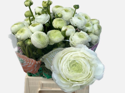 Ranunculus Aazur White