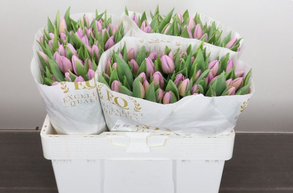 Tulip Single Candy Prince